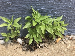 Parietaria pensylvanica