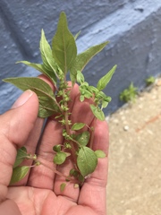 Parietaria pensylvanica