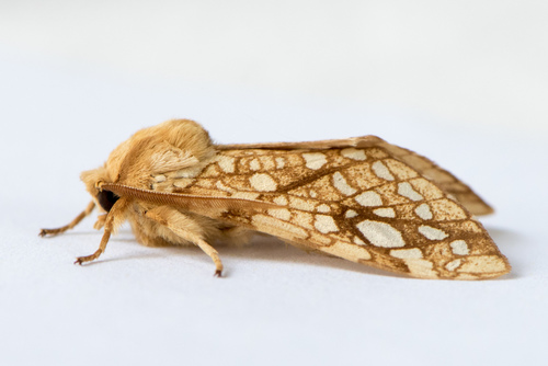 Hickory Tussock Moth, photo 3 of 10