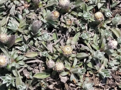 Antennaria dioiciformis