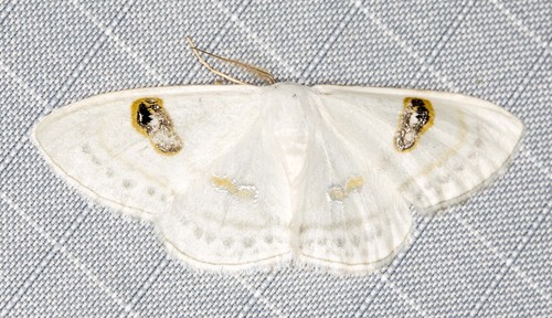 Problepsis sancta