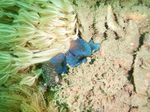 Discosoma nummiforme