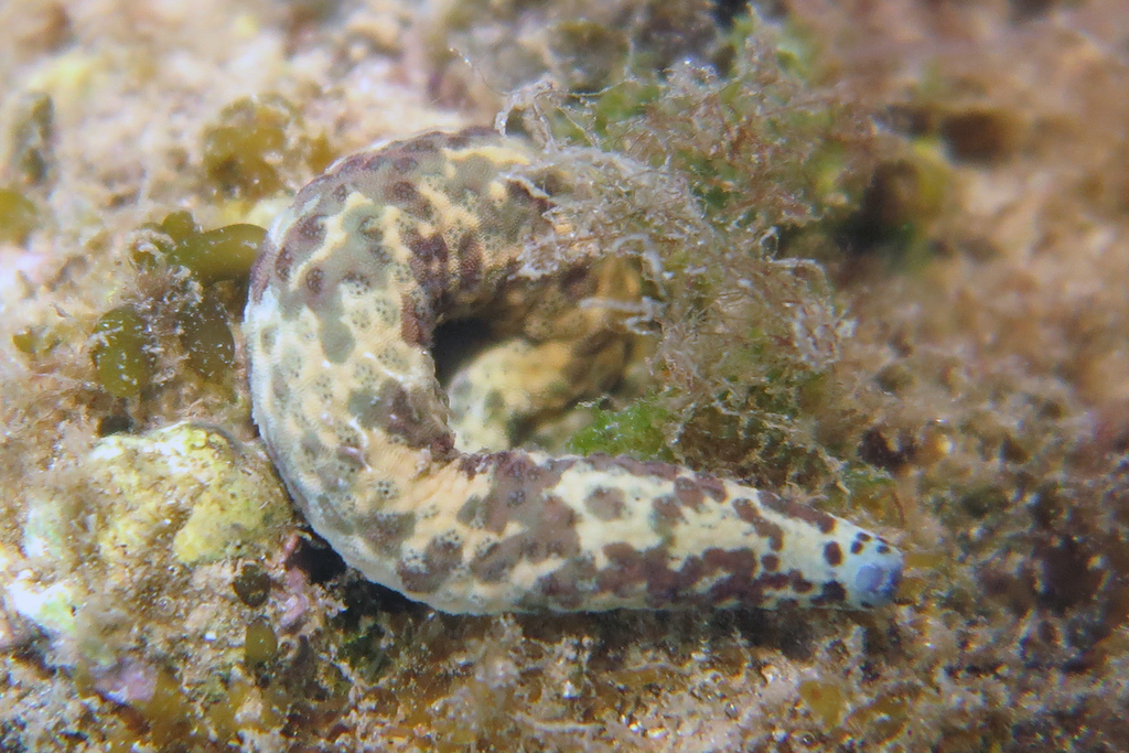 Multipore Sea Star