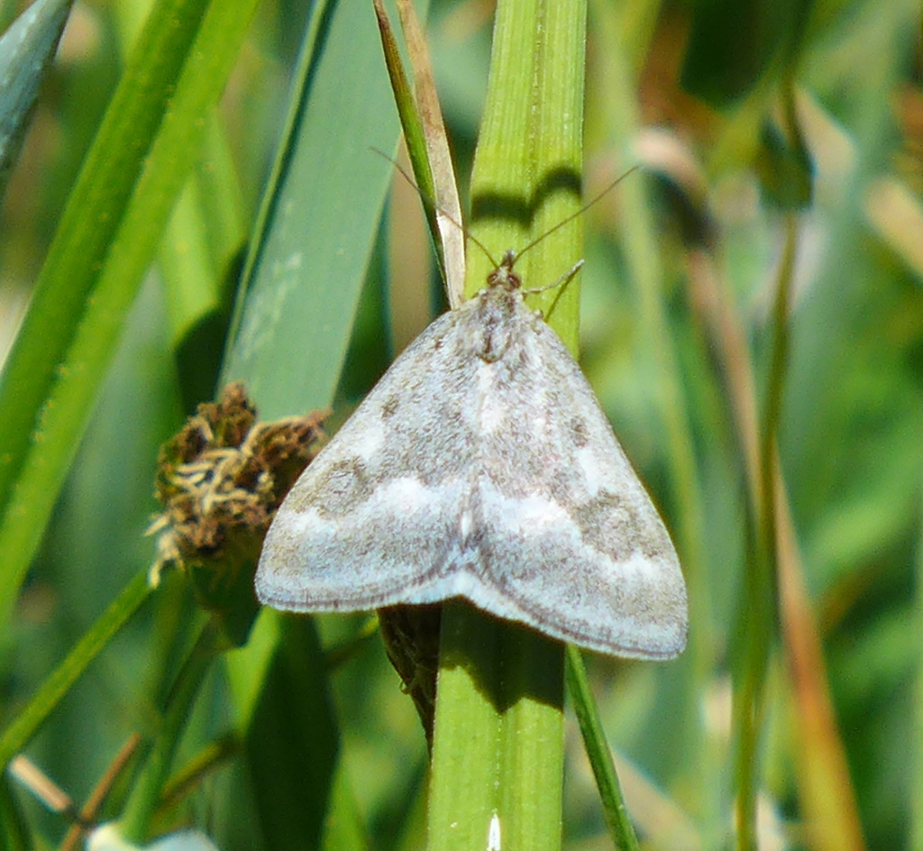 One-banded Pyrausta