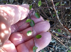 Muehlenbeckia axillaris × complexa