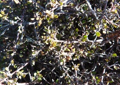 Muehlenbeckia axillaris × complexa