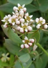 Comandra umbellata californica