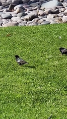 Sturnus vulgaris