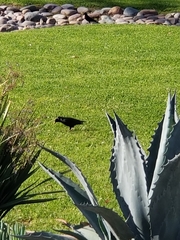 Sturnus vulgaris