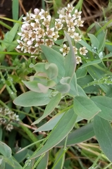 Comandra umbellata californica
