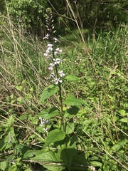 Iodanthus pinnatifidus