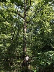 Quercus austrina