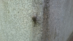 Liophloeus tessulatus