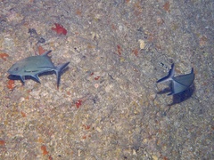 Caranx lugubris