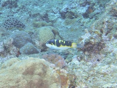 Thalassoma jansenii