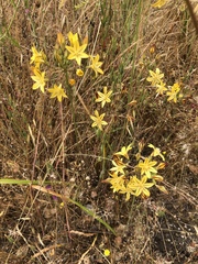Triteleia ixioides ixioides