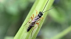 Diplazontinae