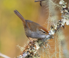 Grey-Sided Bush Warbler photo 1