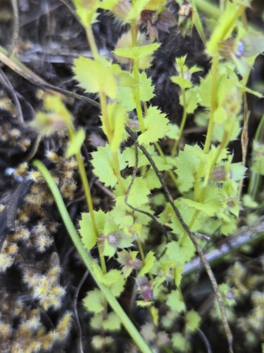 Image of Heterocodon rariflorus by no rights reserved