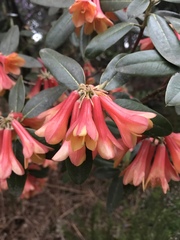 Rhododendron cinnabarinum