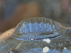 Chiton glaucus