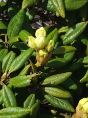 Rhododendron aureum