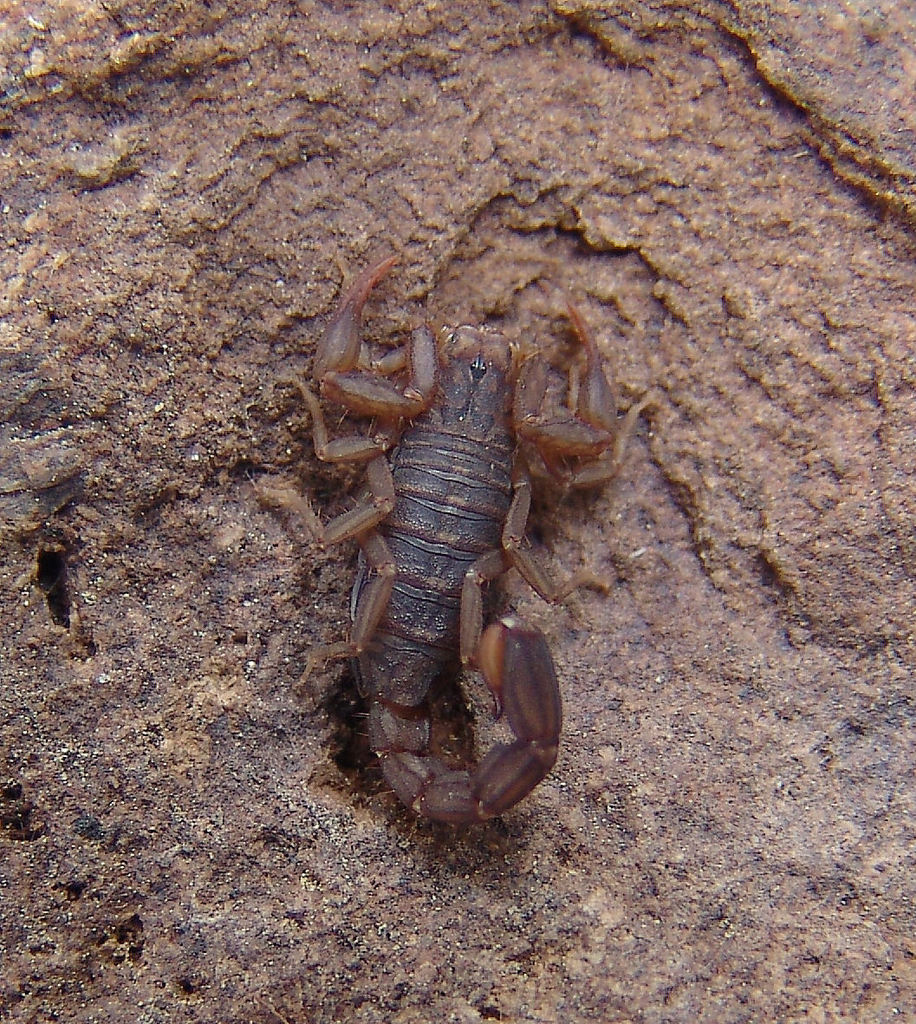 Cash's Scorpion