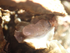 Onchidella nigricans