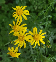 Senecio squalidus