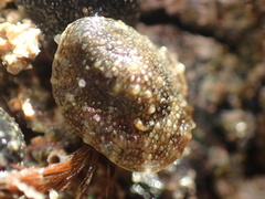 Onchidella nigricans