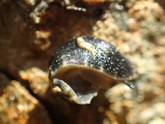 Onchidella nigricans