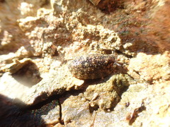 Onchidella nigricans