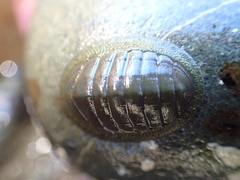 Chiton glaucus