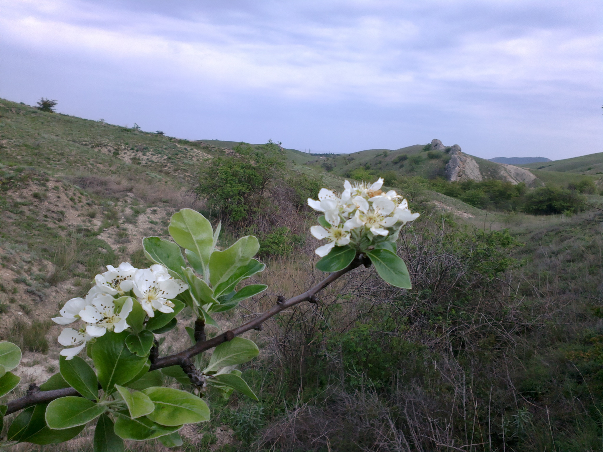 Pyrus nivalis