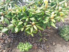 Rhododendron aureum