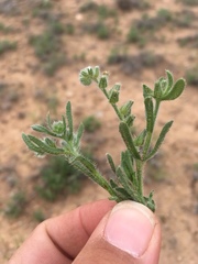 Cryptantha crassisepala