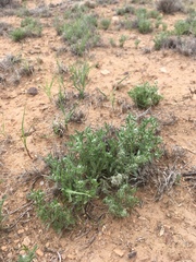 Cryptantha crassisepala