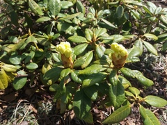Rhododendron aureum