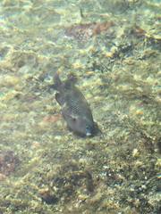 Plectroglyphidodon marginatus