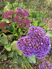 Limonium perezii