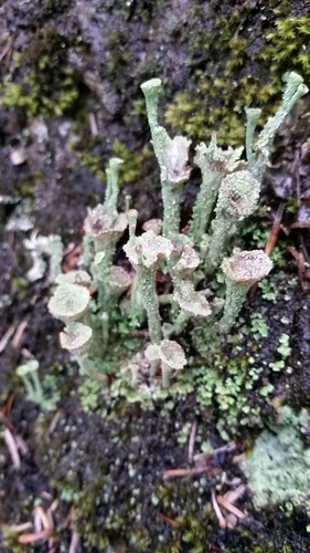 dutohlávka zrnistá (Cladonia chlorophaea)