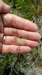 Draba nemorosa