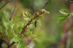 Cidnopus aeruginosus