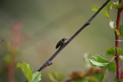 Cidnopus aeruginosus