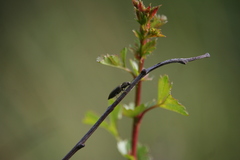 Cidnopus aeruginosus