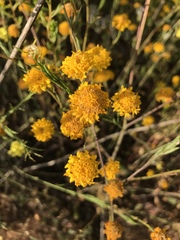 Chaenactis glabriuscula