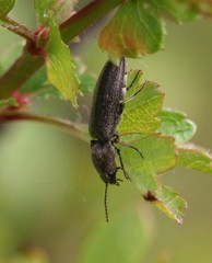 Cidnopus aeruginosus