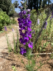 Angiospermae