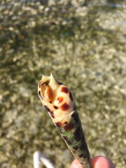 Terebra subulata