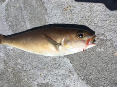 Caulolatilus princeps